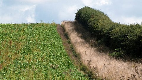 Biological Fencing 