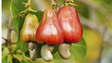 Cashew  