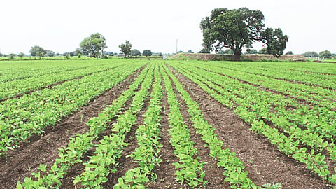 Soybean Production