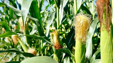 Maize Cultivation