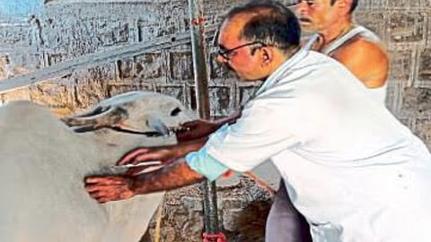 Animal Vaccination
