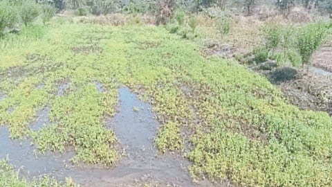 Crop Damage Compensation