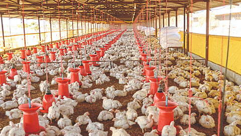 Broiler Poultry 
