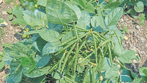 Summer Crop