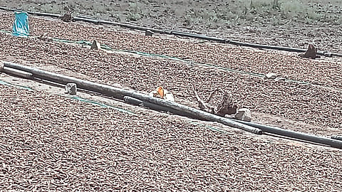 Crop Damage