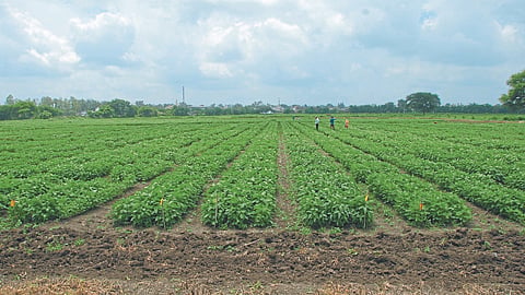 Soybean 