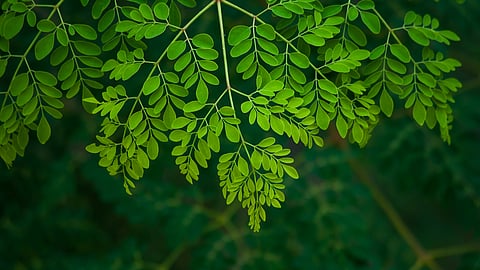 Moringa 