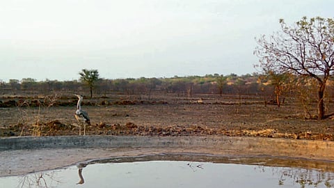 Bird Animal Count