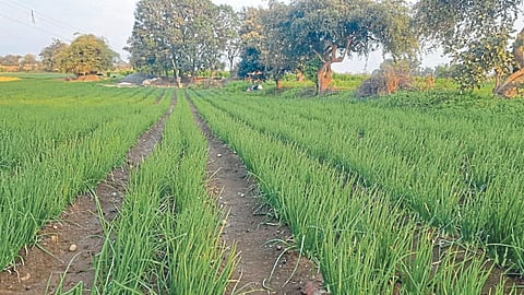 Seed Production