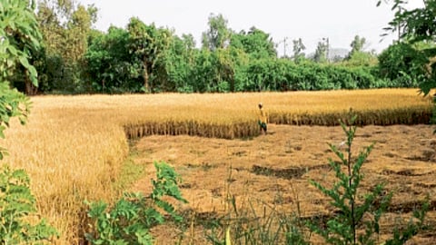 Rice Harvesting