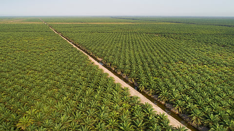 Grass Cultivation 