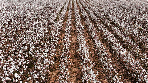 Cotton Sowing 