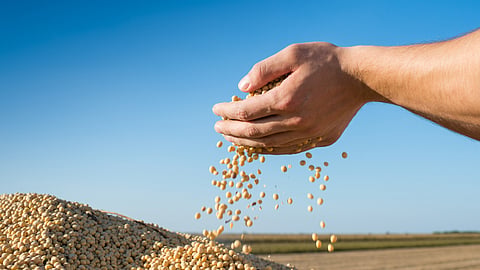 Soybean Market