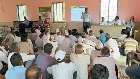 Ginger Crop Management Guidance