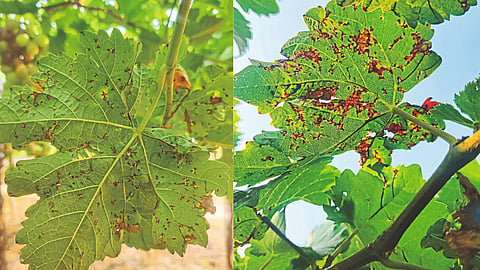 Grape Disease Management