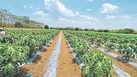New Orchard Cultivation : नवीन फळबाग लागवड करताना घ्यावयाची काळजी