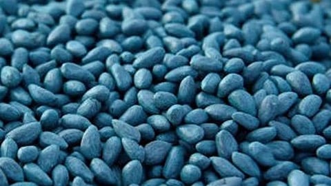 Cotton Seed