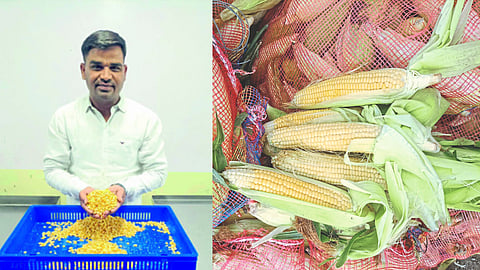 Sweet Corn Processing