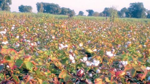 Cotton 