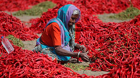 Red Chili Market