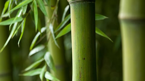 Bamboo Farming 