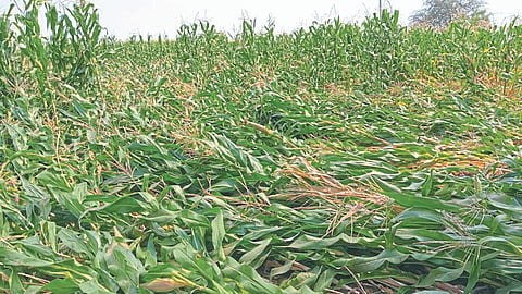 Crop Damage