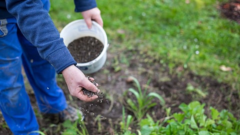 Organic fertilizer