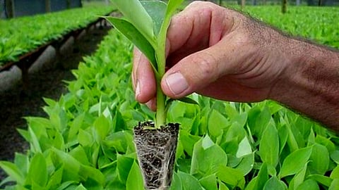 Banana Tissue Culture