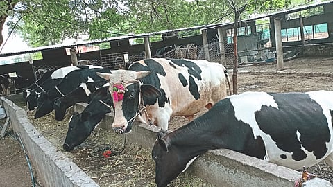 Cow Rearing