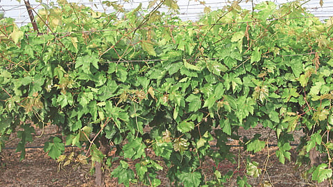Grape Management