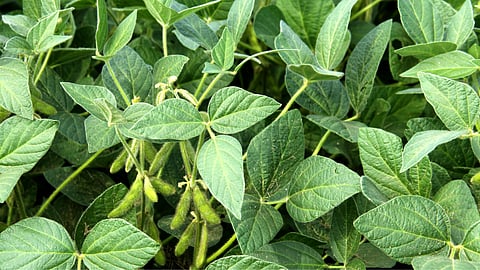 Soybean Village Seed Production 