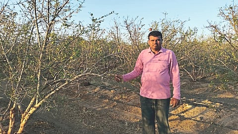 Pomegranate Orchard Planning