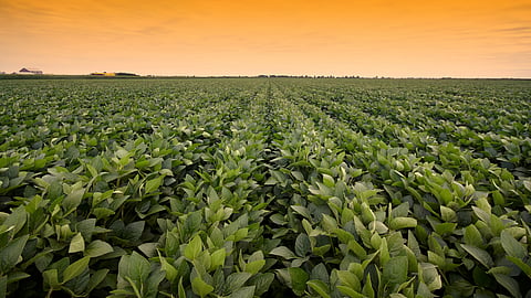 Soybean