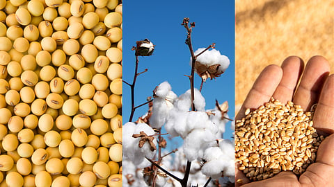 Foodgarin Production