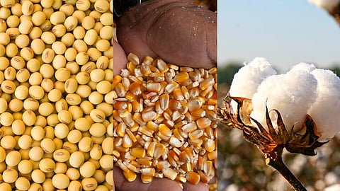 Cotton, Soybean Rate