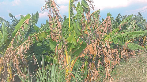 Banana Crop Damage
