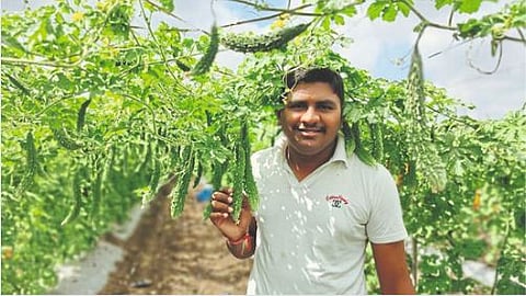 Vegetable Cultivation