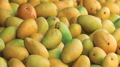Mango