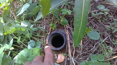 Fruit Crop Water Management 