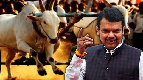 bullock Cart Race