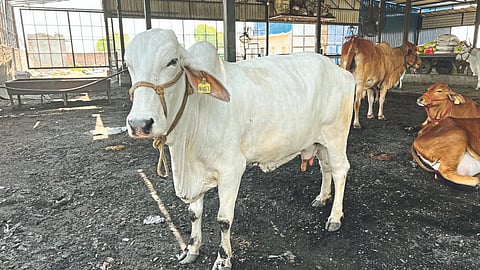 Animal Management
