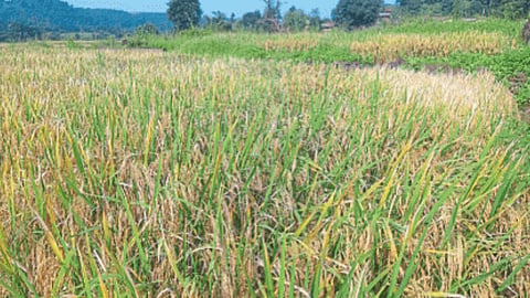 Summer Agriculture