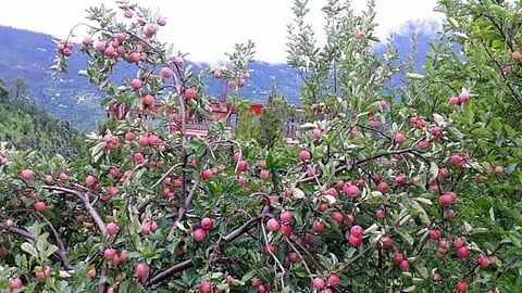 Apple Farming