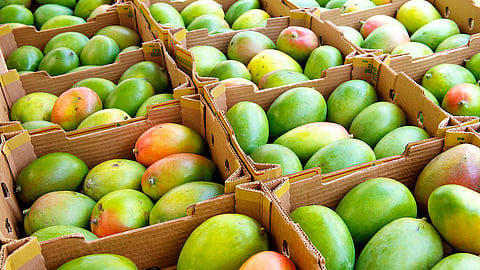 Mango 