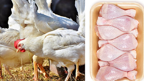 Chicken Rate