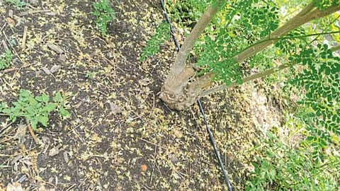 Crop Damage