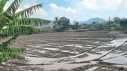 Crop Damage
