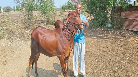 Red Kandhari Cattle Breeding