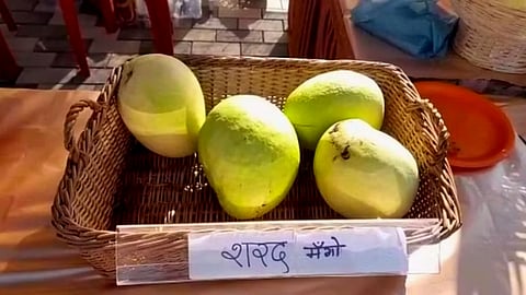 Sharad Mango Variety
