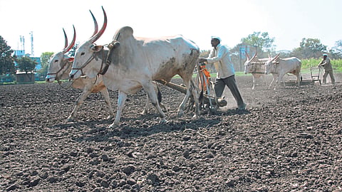 Kharif Sowing 